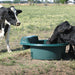 Polymaster Master Tub Round Trough being used by cows