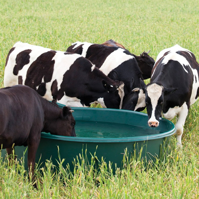 Polymaster Round Water Trough being used by cows