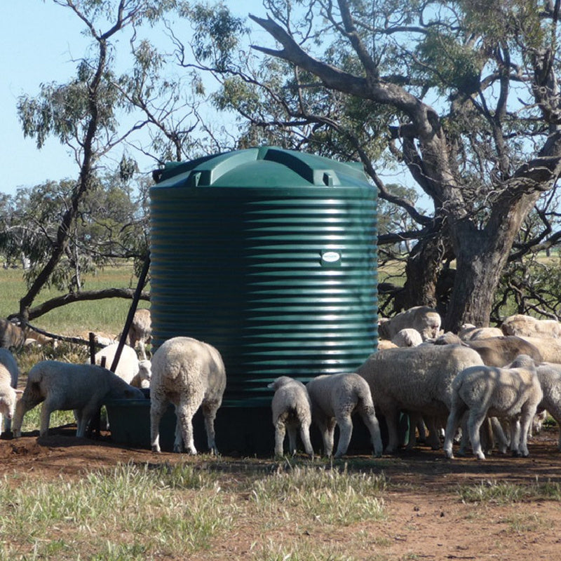 Polymaster Stock Watering Tank Being Used By Cows