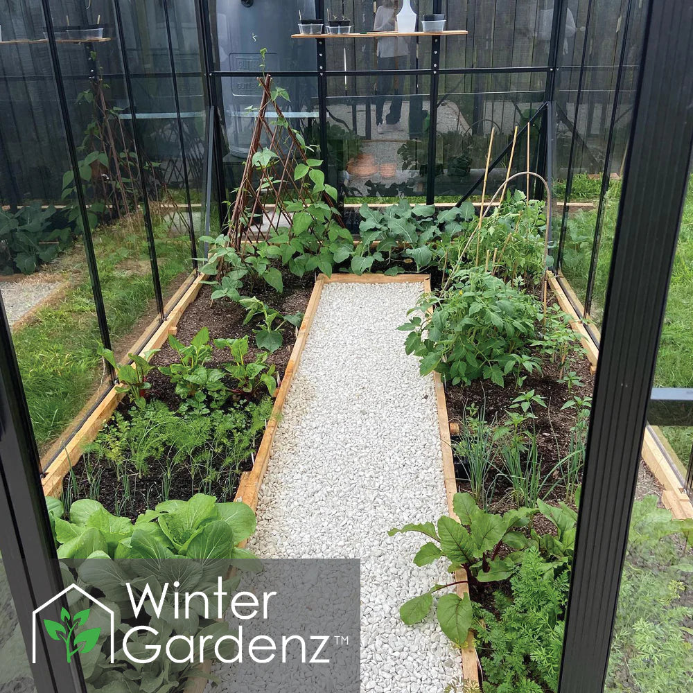 Winter Gardenz 6x12ft Glasshouse 4mm Toughened Glass, product photo 3
